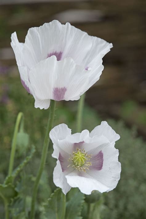 They need light to germinate. . Papaver somniferum seeds bulk